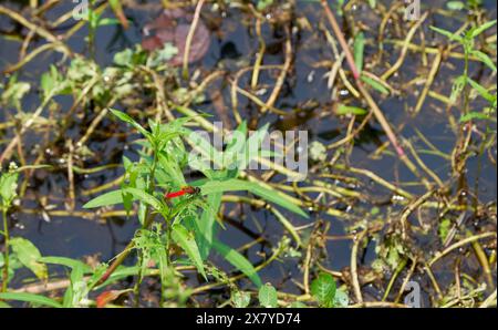 Dragonfly rossa vicino a uno stagno Foto Stock