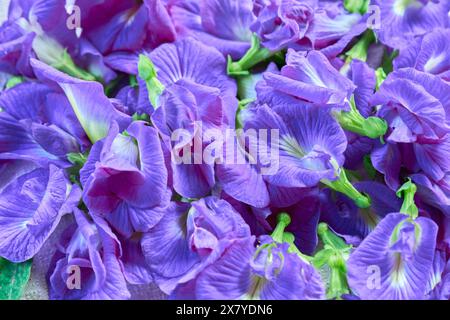 Fiori di pisello a farfalla Foto Stock