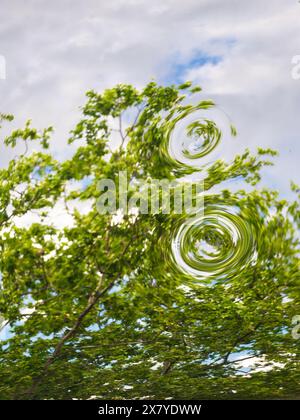 Un'immagine astratta e surreale di alberi a foglia verde visti attraverso una superficie ondulata e riflettente Foto Stock