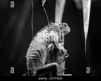 Un'iguana delle piccole Antille che riposa su un ramo in uno zoo, in bianco e nero Foto Stock