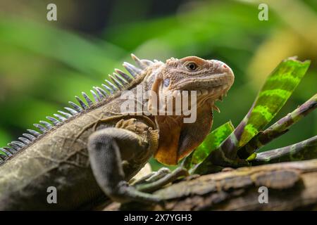 Un'iguana delle piccole Antille che riposa su una filiale in uno zoo Foto Stock