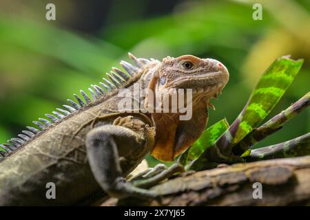 Un'iguana delle piccole Antille che riposa su una filiale in uno zoo Austria Foto Stock