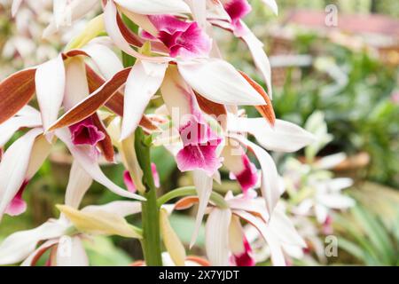 orchidea di Phaius tankervilleae o grande orchidea paludosa Foto Stock