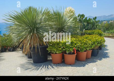 Lussureggianti alberi di drago in vaso, Crassula ovata in vasi di plastica nel vivaio di piante da giardino. Piante ornamentali per il paesaggio Foto Stock