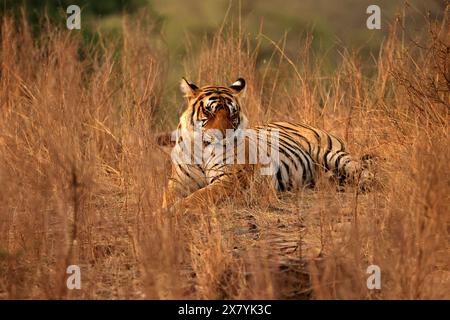 La splendida fauna selvatica del Parco Nazionale di Ranthambore in India Foto Stock