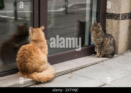 Adorabili gatti di strada che aspettano cibo all'edificio di fronte all'hotel Foto Stock