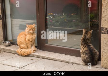 Adorabili gatti di strada che aspettano cibo all'edificio di fronte all'hotel Foto Stock