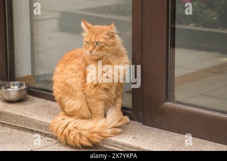 Adorabile gatto dello zenzero da strada che aspetta il cibo all'edificio di fronte all'hotel Foto Stock