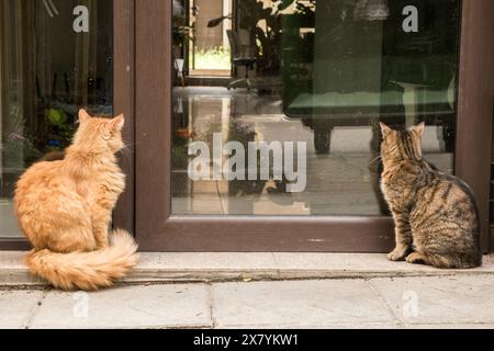 Adorabili gatti di strada che aspettano cibo all'edificio di fronte all'hotel Foto Stock