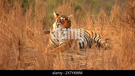 La splendida fauna selvatica del Parco Nazionale di Ranthambore in India Foto Stock