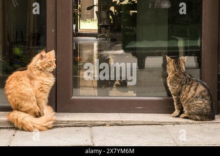 Adorabili gatti di strada che aspettano cibo all'edificio di fronte all'hotel Foto Stock