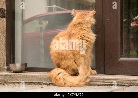 Adorabile gatto dello zenzero da strada che aspetta il cibo all'edificio di fronte all'hotel Foto Stock