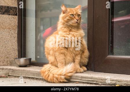 Adorabile gatto dello zenzero da strada che aspetta il cibo all'edificio di fronte all'hotel Foto Stock