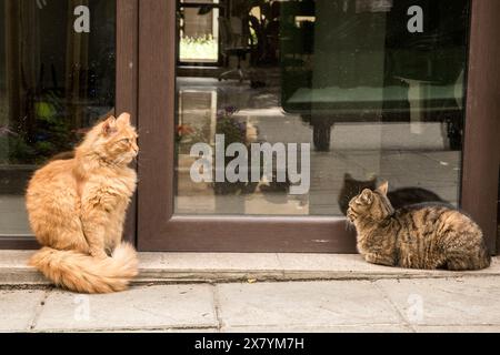 Adorabili gatti di strada che aspettano cibo all'edificio di fronte all'hotel Foto Stock