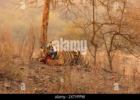 La splendida fauna selvatica del Parco Nazionale di Ranthambore in India Foto Stock