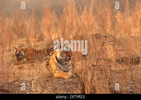 La splendida fauna selvatica del Parco Nazionale di Ranthambore in India Foto Stock