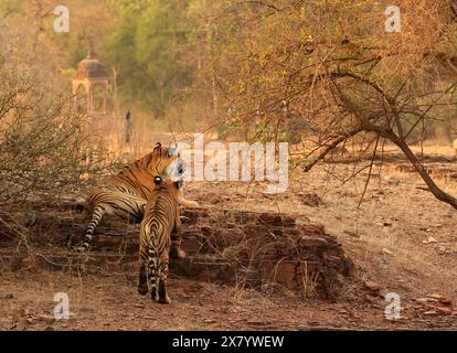 La splendida fauna selvatica del Parco Nazionale di Ranthambore in India Foto Stock