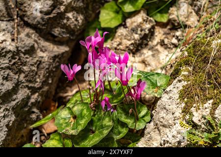 Alpenveilchen Alpenveilchen in der Schlucht Velika Paklenica im Nationalpark Paklenica, Kroatien, Europa Cyclamen presso il canyon Velika Paklenica, Pakl Foto Stock