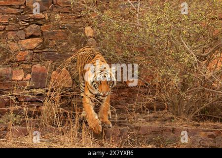 La splendida fauna selvatica del Parco Nazionale di Ranthambore in India Foto Stock