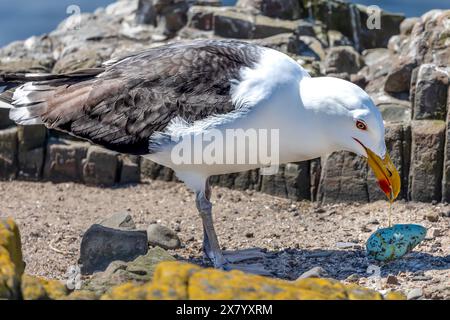 Grande gabbiano con dorso nero, nome scientifico, Larus marinus, ruba e mangia un uovo di Guillemot con giogo giallo che gocciola dal becco. Northumberland Coas Foto Stock