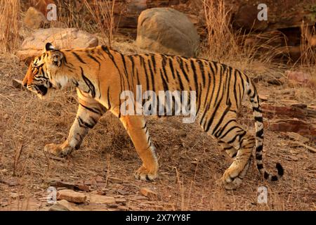 La splendida fauna selvatica del Parco Nazionale di Ranthambore in India Foto Stock