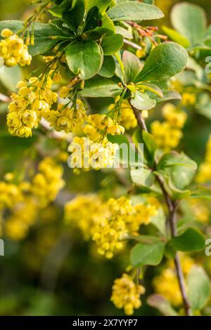 Gloriosi fiori gialli assolati di Berberis Georgeii, in semi primo piano. Ritratto naturale delle piante in buona luce Foto Stock