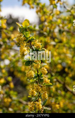 Gloriosi fiori gialli assolati di Berberis Georgeii, in semi primo piano. Ritratto naturale delle piante in buona luce Foto Stock