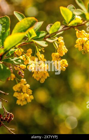 Gloriosi fiori gialli assolati di Berberis Georgeii, in semi primo piano. Ritratto naturale delle piante in buona luce Foto Stock