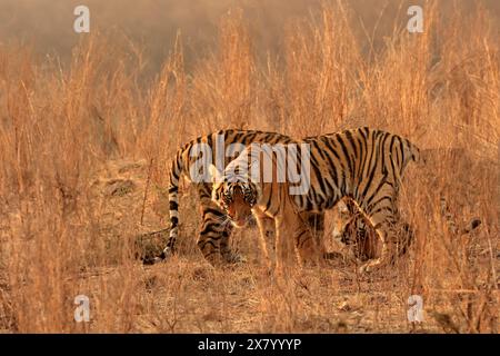 La splendida fauna selvatica del Parco Nazionale di Ranthambore in India Foto Stock