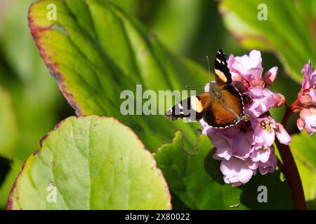 Immagine orizzontale della farfalla ammiraglio gialla (Vanessa itea). Si nutre di un gruppo di fiori di bergenia rosa. Foto Stock