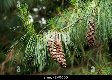Primo piano di un ramo di pino con coni di pino Foto Stock
