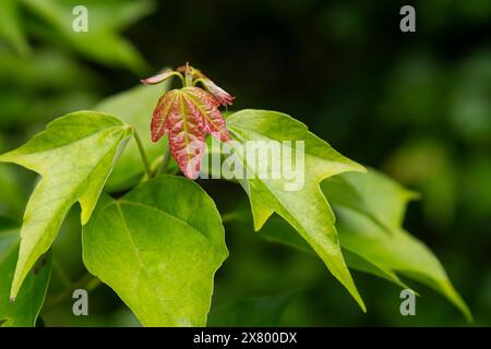 Primo piano di foglie verdi con una foglia rossa giovane Foto Stock