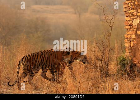 La splendida fauna selvatica del Parco Nazionale di Ranthambore in India Foto Stock