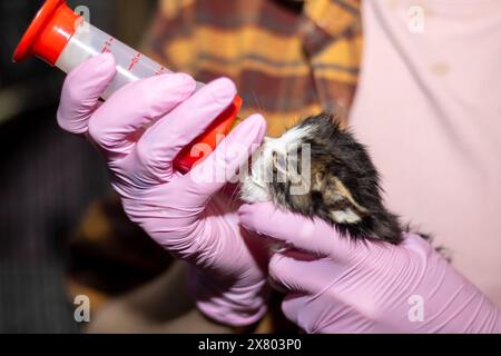 Una persona vestita di guanti rosa sta imbottigliando un minuscolo gattino, un membro della famiglia Felidae, mostrando un gesto nutriente verso il piccolo carnivore Foto Stock