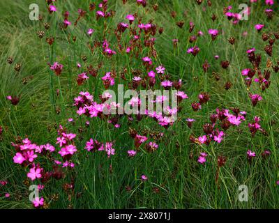 Primo piano dei fiori rosa brillante della pianta da giardino perenne dianthus carthusianorum rosa tedesco. Foto Stock