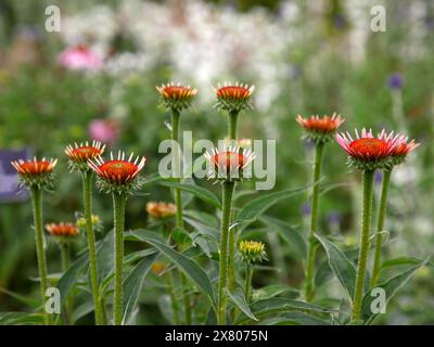 Primo piano del fiore rosa pallido della robusta pianta erbacea perenne del giardino della prateria echinacea pallida. Foto Stock