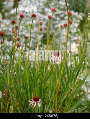 Primo piano del fiore rosa pallido della robusta pianta erbacea perenne del giardino della prateria echinacea pallida. Foto Stock