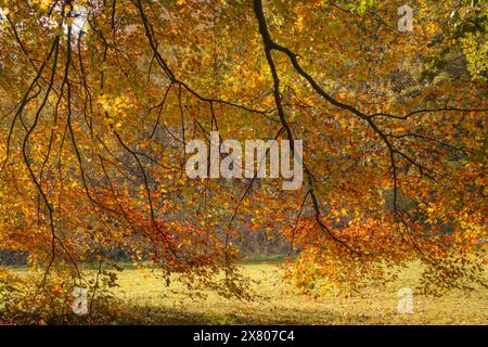 Rami e foglie in autunno Foto Stock