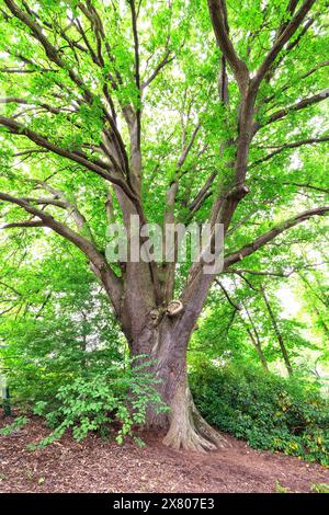 Albero maturo, Witley Court, Worcestershire, Inghilterra, Regno Unito Foto Stock