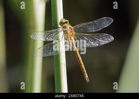 Esemplare maschile di dragonfly falco dagli occhi verdi o dragonfly falco del norfolk; isocele di Aeshna; Aeshnidae Foto Stock