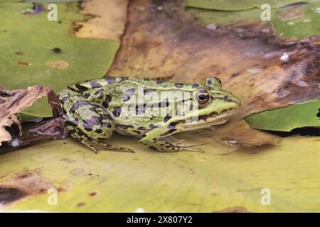 Rana europea maculata di colore scuro vista lateralmente, parzialmente sommersa, sopra una foglia di ninfee Foto Stock