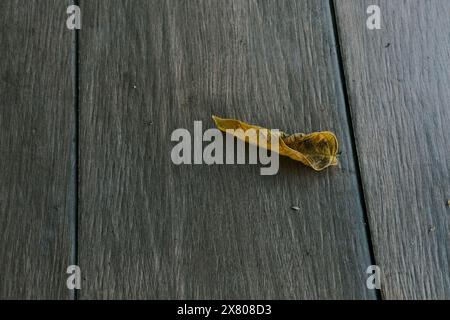 Foglia gialla su pavimento in legno Foto Stock