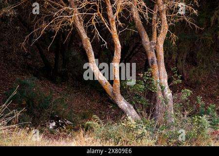 Quercia di Holm nelle foreste delle lagune della Ruidera Foto Stock