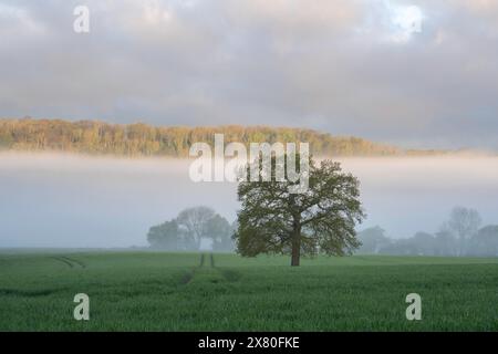 Un inizio nebbioso della giornata, guardando oltre gli antichi boschi del South Downs National Park e dominato da un singolo albero in un campo di coltivazione. Foto Stock