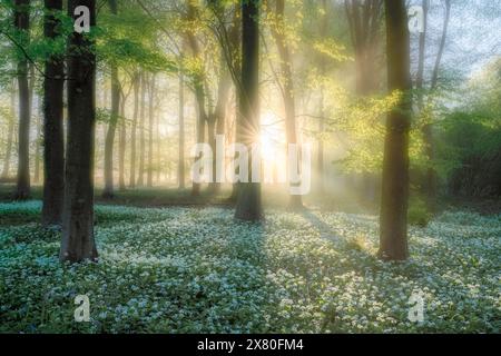 Il sole della mattina presto penetra nella nebbia nella foresta di aglio selvaggio di Wildham Woods nel South Downs National Park vicino a Chichester nel West Sussex Foto Stock