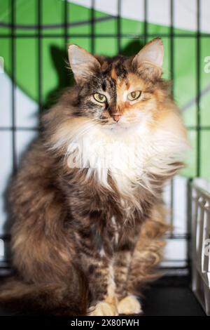 Un gatto domestico con pelo corto, un membro della famiglia Felidae, con la sua caratteristica pelliccia di calico, è seduto in una gabbia verde, a guardare la macchina fotografica Foto Stock