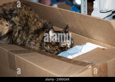 Un gatto domestico con pelo corto, un membro della famiglia Felidae e un carnivoro, con baffi e pellicce, sta riposando all'interno di una scatola di spedizione in legno Foto Stock