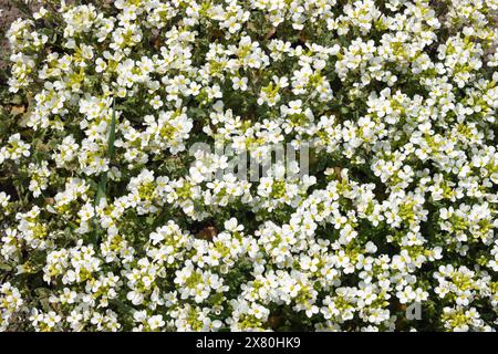 Arabis alpina. Fiori bianchi di arabis caucasica che crescono nel giardino. Crepuscolo di montagna o crepuscolo di roccia alpina Foto Stock