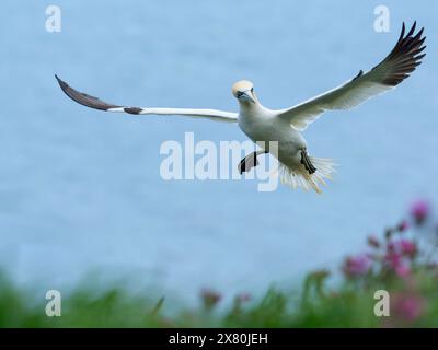 gannet Morus bassanus atterra tra le fasce di campion rosso (Silene dioica) lungo le scogliere di bempton Foto Stock