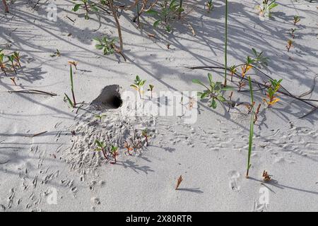 Tana con le tracce di un granchio fantasma dell'Atlantico (Ocypode quadrata) in una duna di sabbia sull'isola di Pea vicino a Rodanthe, sulle rive esterne della Carolina del Nord Foto Stock